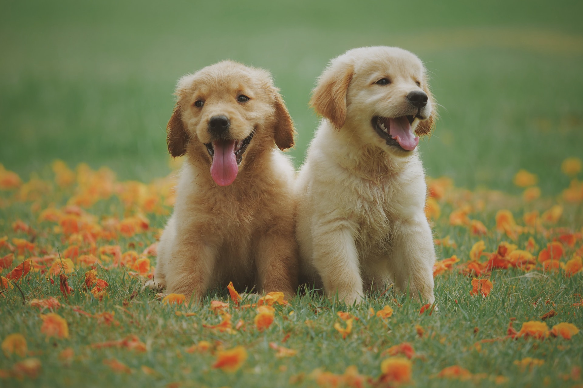 Labrador Puppies : How to care Labrador Puppies